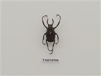 藏品(台灣角金龜)的圖片